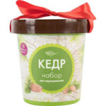 Кедр в горшке HAPPY PLANT