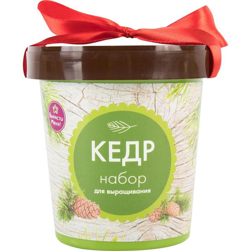 Кедр в горшке HAPPY PLANT
