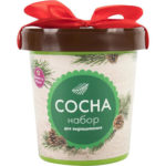 Сосна в горшке HAPPY PLANT