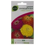 Цинния крупноцветковая Geolia смесь окрасок GEOLIA