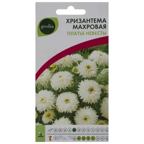 210941602 Хризантема махровая Geolia «Платье невесты» GEOLIA
