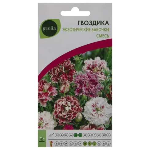 Гвоздика Geolia «Экзотические бабочки» GEOLIA