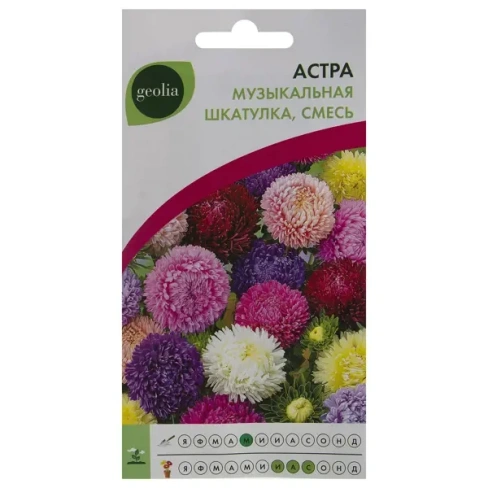 Астра Geolia «Музыкальная шкатулка» смесь окрасок GEOLIA