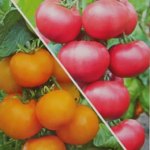 Семена Томат «Сладкая парочка» смесь