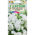Флокс «Очарование белое Друммонд»