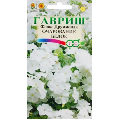 Флокс «Очарование белое Друммонд»