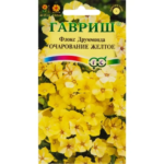 Флокс «Очарование жёлтое Друммонд»