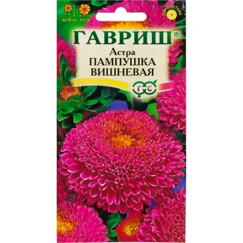 Астра «Пампушка вишнёвая»