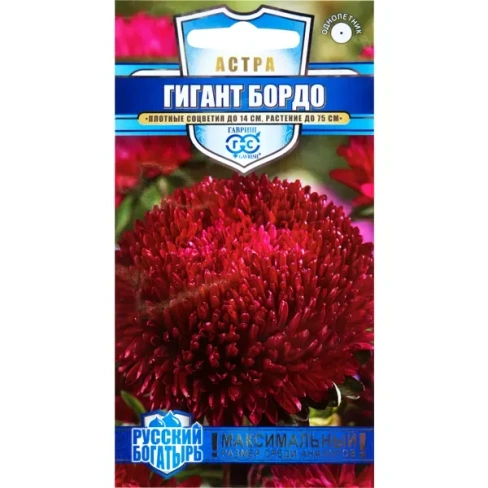 Астра гигантская «Бордо» игольчато-коготковая