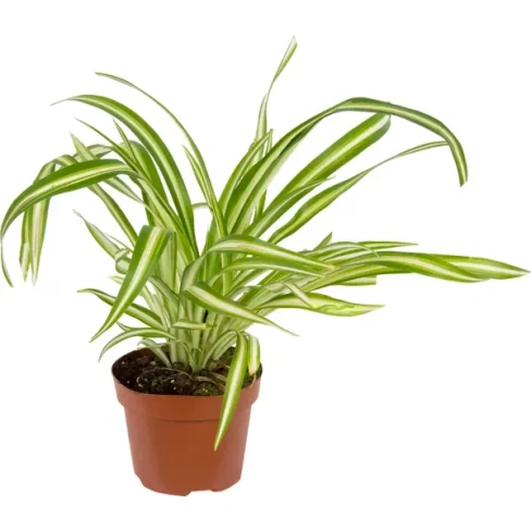 210965050 Хлорофитум Comosum Variegat hang 12х40 см