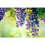 Листовая панель ПВХ Виноград 1002х602х0.5 мм 0.6 м² GRACE