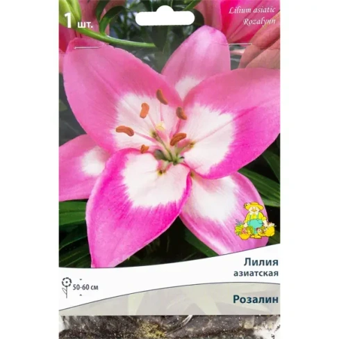 Лилия азиатская «Розалин»