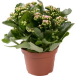 Каланxое Каландива микс 15x25 см