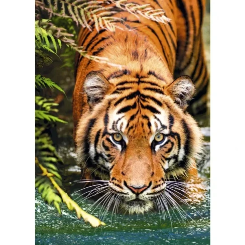 Постер "Тигр" 50x70 см
