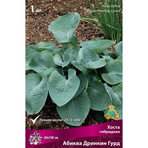 Хоста гибридная «Абиква Дринкин Гурд»