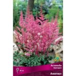 Астильба Арендса Аметист I