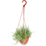 Очиток микс кашпо 16 см