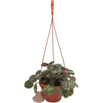 Камнеломка Микс 16x25 см нет