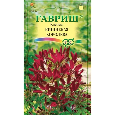 488692421 Семена Клеома Вишнёвая королева ГАВРИШ