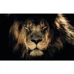 Картина на холсте Африканский лев 60x100 см 2022 холст 60х100