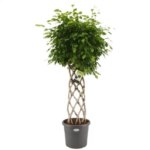 Фикус Бенджамина ø40 h155 см