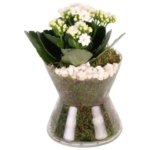 Композиция в стекле ø13 h15 - 20 см