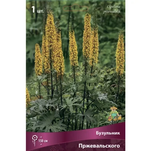 Бузульник Пржевальского ПОИСК