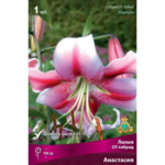 Лилия «Лонгифлорум Анастасия»
