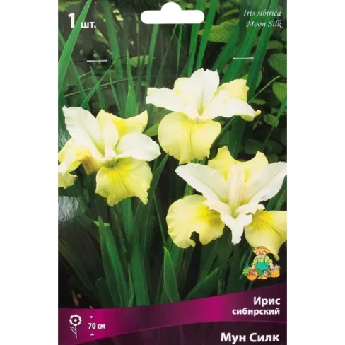 502535352 Ирис сибирский «Мун Силк»