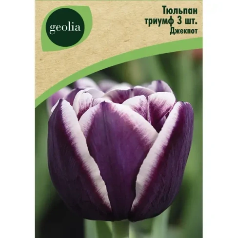 Тюльпан триумф Джекпот 3 шт. GEOLIA