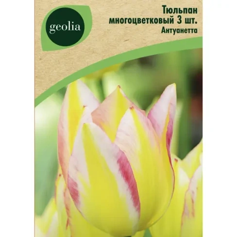 Тюльпан многоцветковый Антуанетта 3 шт. GEOLIA