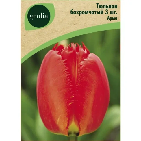 Тюльпан бахромчатый Арма Арма 3 шт. GEOLIA