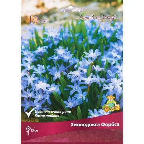 504252838 Хионодокса микс «Форбса»