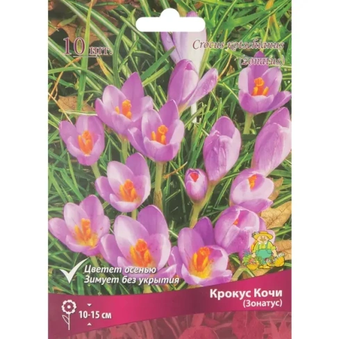 Крокус прекрасный Кочи (Зонатус)