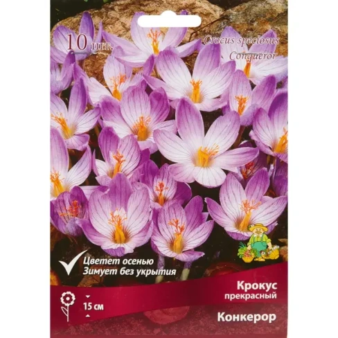 Крокус прекрасный Конкерор луковица 5/7