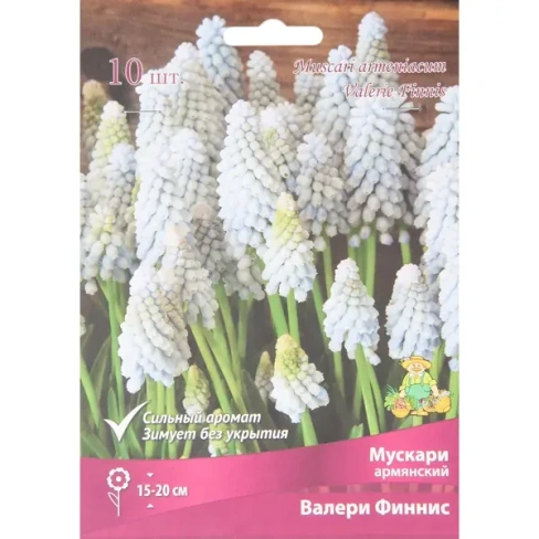 Мускари армянский Валери финнис луковица 7/8