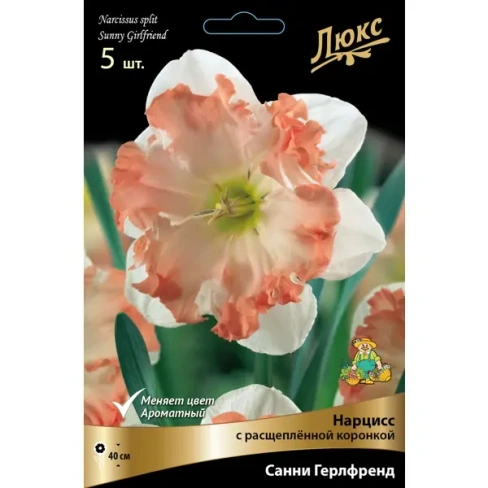 504440546 Нарцисс с расщеплённой коронкой «Санни Герлфренд» размер луковицы 12/14