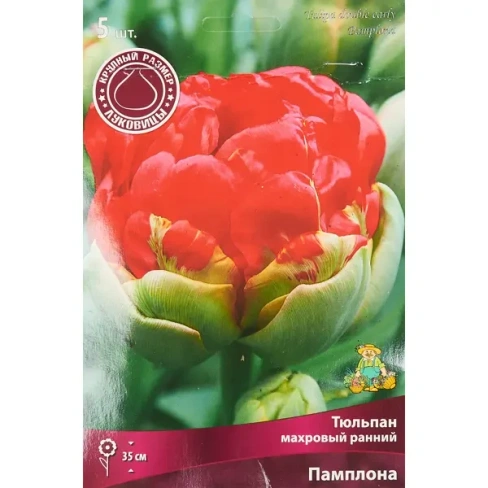 Тюльпан махровый ранний Памплона луковица 12/14