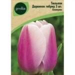 Тюльпан Дарвинов гибрид Оллиулес 3 шт. GEOLIA
