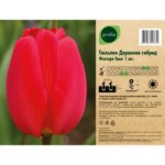 Тюльпан Дарвинов гибрид Фостери Кинг GEOLIA