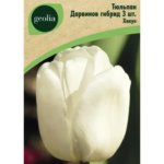 Тюльпан Дарвинов гибрид Хакун 3 шт. GEOLIA