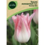 Тюльпан лилиецветный Холланд Шик 3 шт. GEOLIA