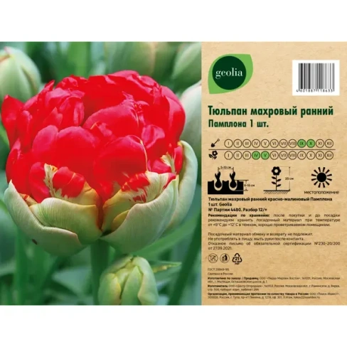 Тюльпан махровый ранний Памплона GEOLIA