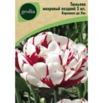 Тюльпан махровый поздний Карнавал де Нис 3 шт. GEOLIA