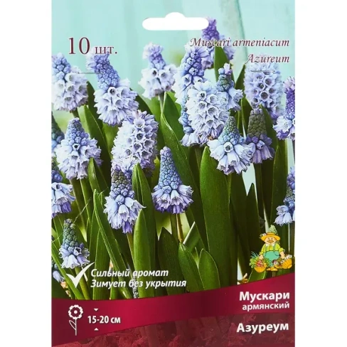 Мускари армянский Азуреум луковица 6/7